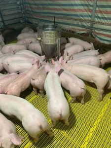 tấm nhựa lót sàn chuồng heo