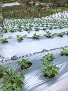 Địa chỉ uy tín mua màng phủ nông nghiệp