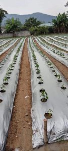 Màng phủ nông nghiệp