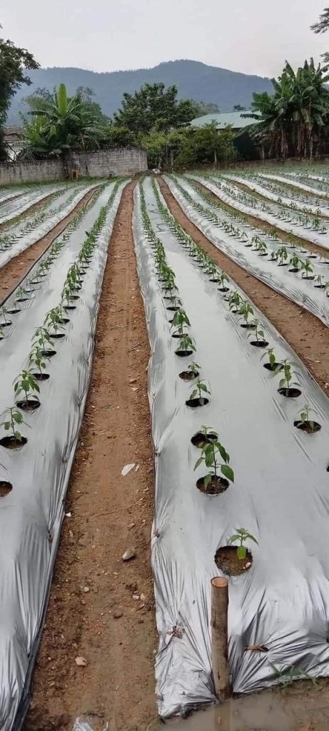 Màng phủ nông nghiệp