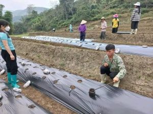 Địa chỉ uy tín mua màng phủ nông nghiệp tại HẢI DƯƠNG