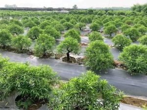 cuộn bạt đen phủ nông nghiệp