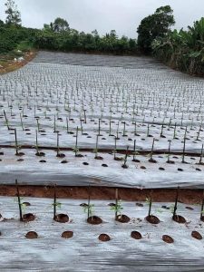 Màng phủ nông nghiệp