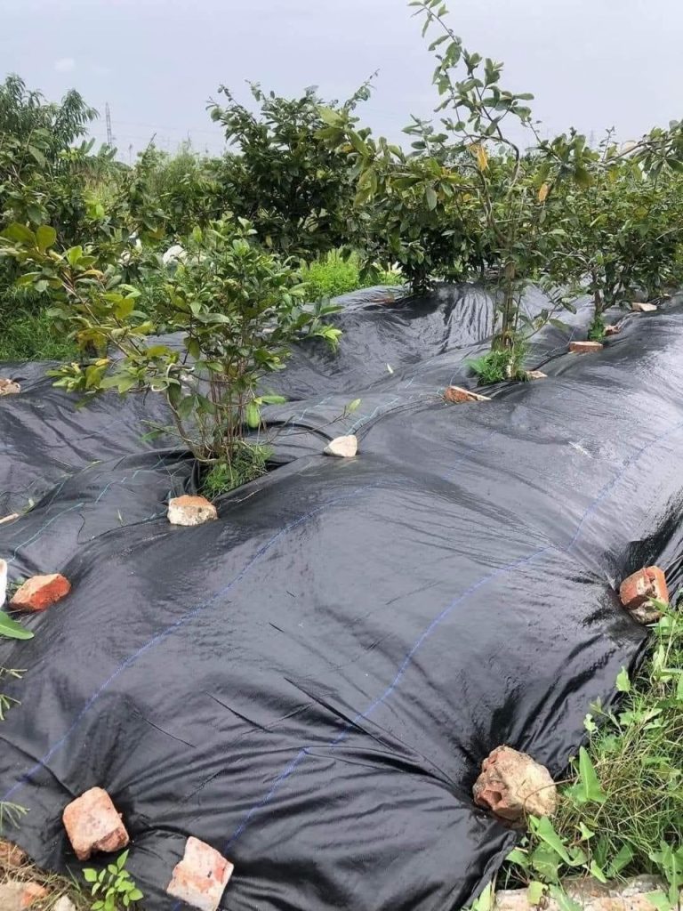 Bạt phủ diệt cỏ