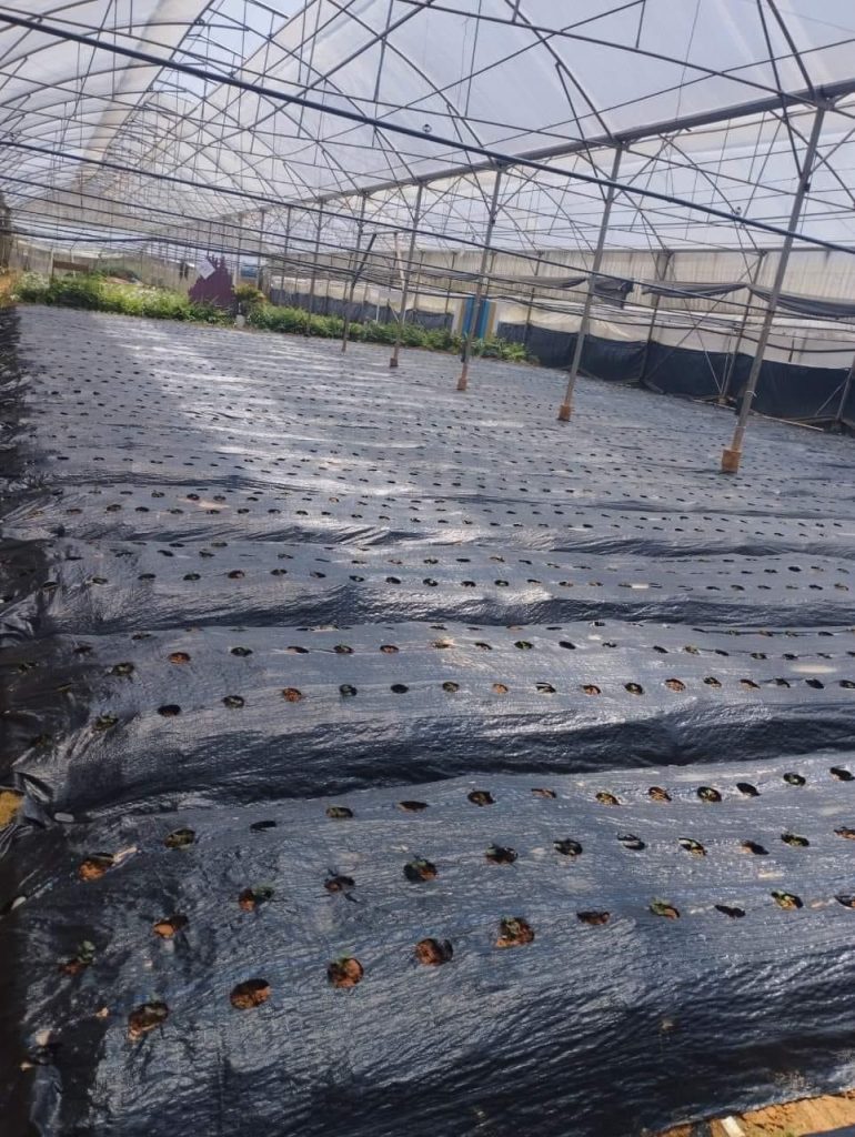 Bạt phủ diệt cỏ