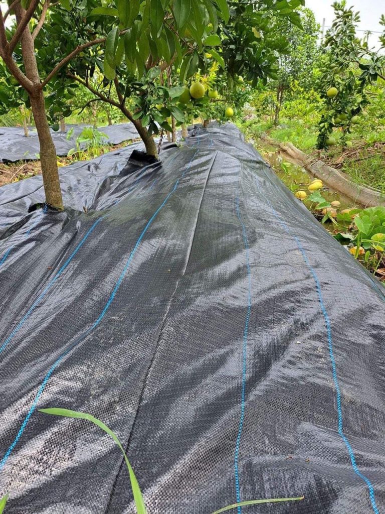 Bạt trải diệt cỏ