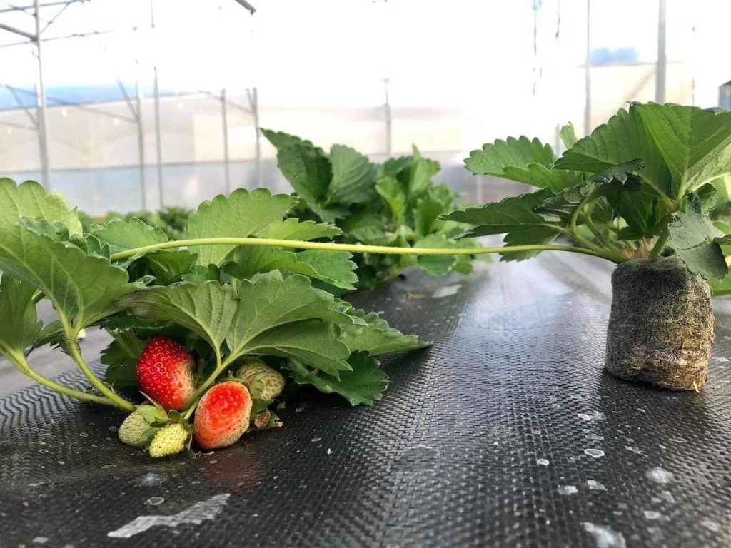 BẠT TRẢI DIỆT CỎ