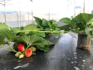 BẠT TRẢI DIỆT CỎ