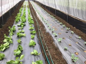 Địa chỉ uy tín mua màng phủ nông nghiệp tại HÀ NAM