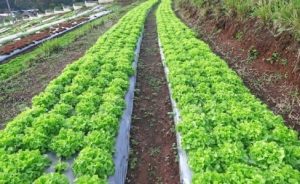 Màng phủ nông nghiệp